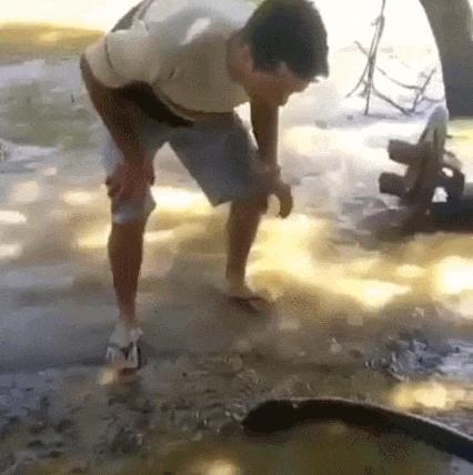 玩了一下电鳗，他口吐白沫倒下了