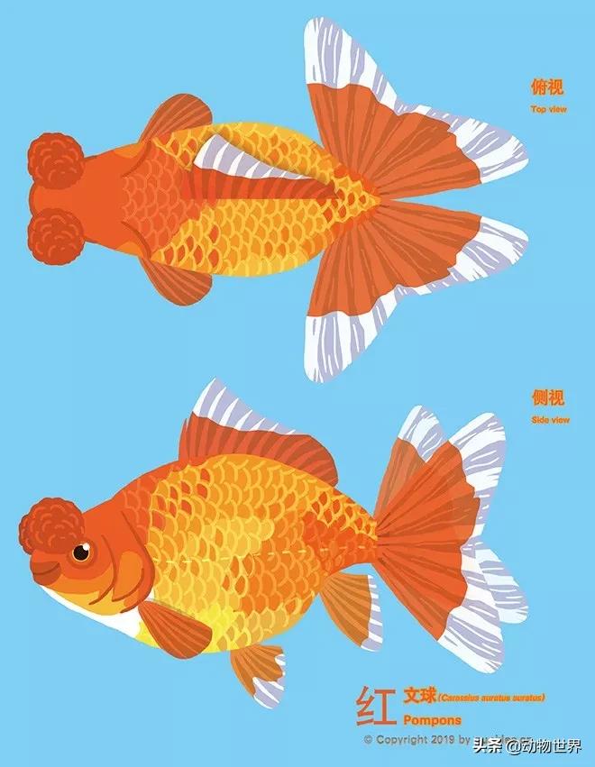 绒球金鱼品种图解,金鱼的品种图片大全大图