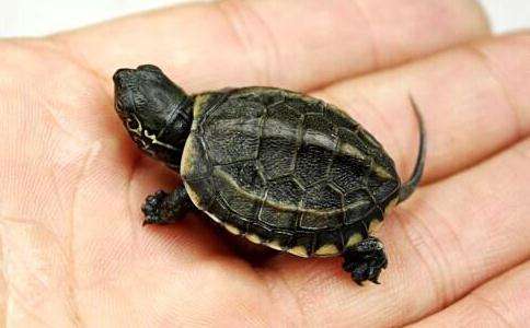 花杂草龟适合新手养吗,花草杂交龟适合新手养吗