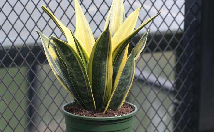 虎皮兰养着养着就蔫了是怎么回事,虎皮兰叶片发软怎么补救