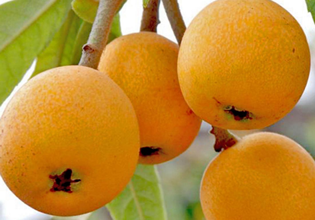 种植枇杷果的小技巧,枇杷有哪些病虫害防治