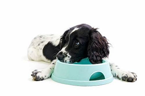 狗狗不吃饭吃什么食物好,改善狗狗挑食不吃饱