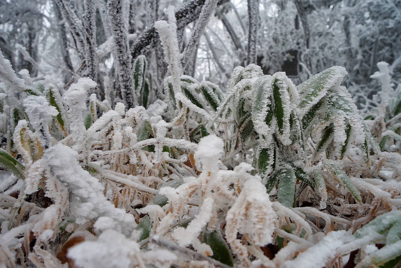 张家界雪季攻略,冬天湖南张家界攻略