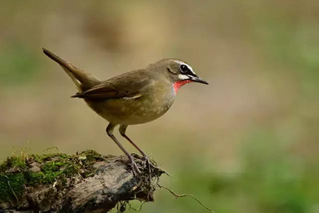 如何让靛颏自己洗澡,怎样才能让靛颏驯服