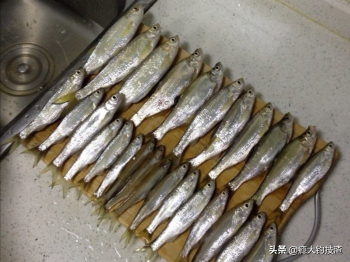 钓白条的正确方法和注意事项,浮钓小白条鱼如何调漂