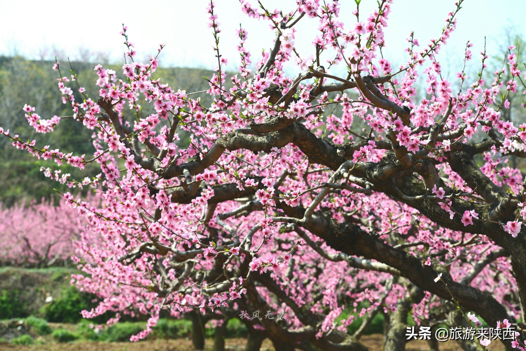 长安区王莽千亩桃园,西安王莽万亩桃花源