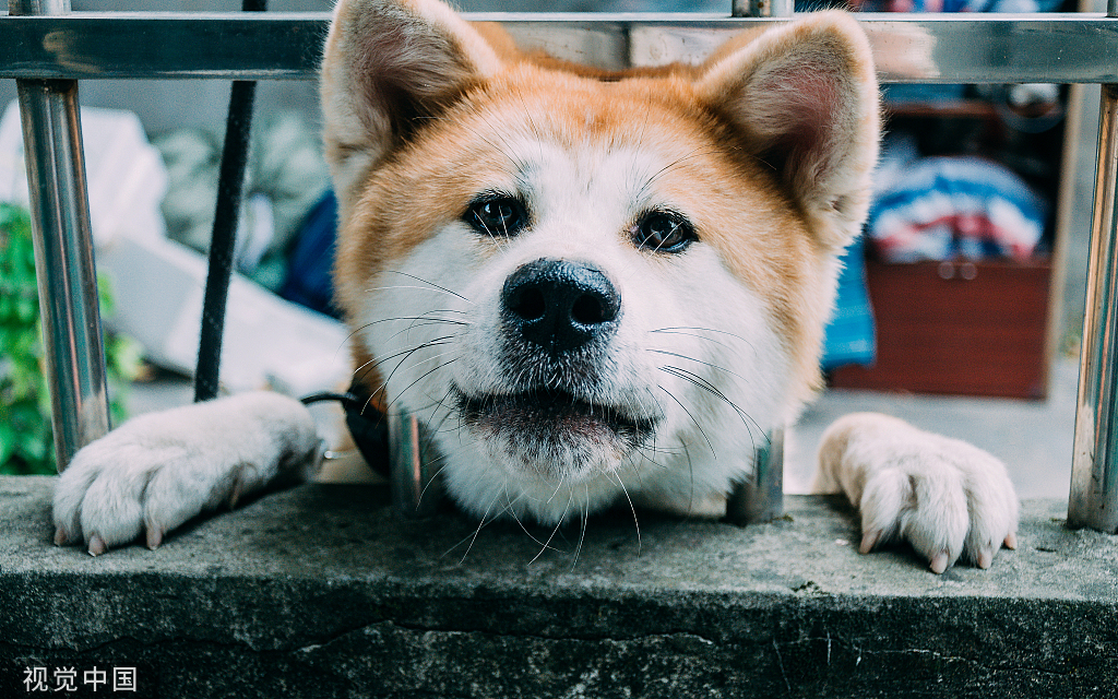 如何防止宠物的隐形杀手,七种预防宠物疾病的小方法