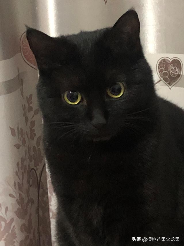 猫咪被蜜蜂蛰了要不要送医院,猫咪嘴巴被蜜蜂蛰了怎么处理