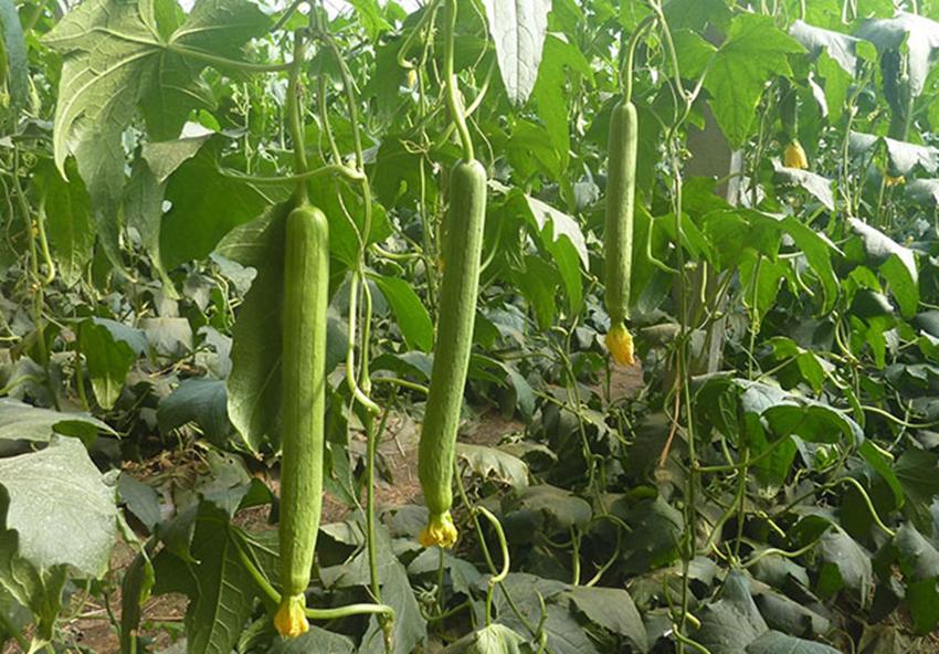 隔壁大爷种植丝瓜专卖老瓜，别人论斤卖他论个，有多少卖多少