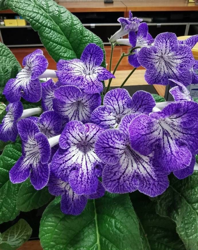 室内光照差反而长得旺的7种花,南方没有光照的阳台种什么植物好