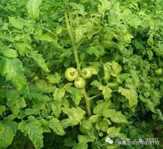 番茄界的“杀手”TY病毒和褪绿病毒，怎么对付？