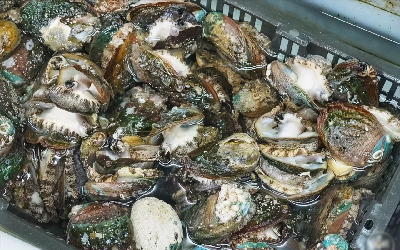 鲍鱼养殖致富经,养殖一亩鲍鱼利润