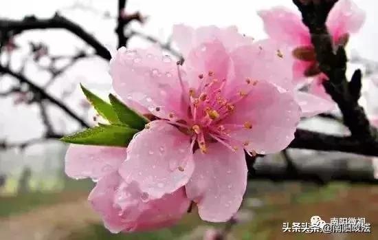 南阳春天踏青,南阳有哪些适合春游的地方