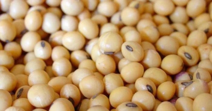 吃素摄取蛋白质,吃素怎么补充植物蛋白