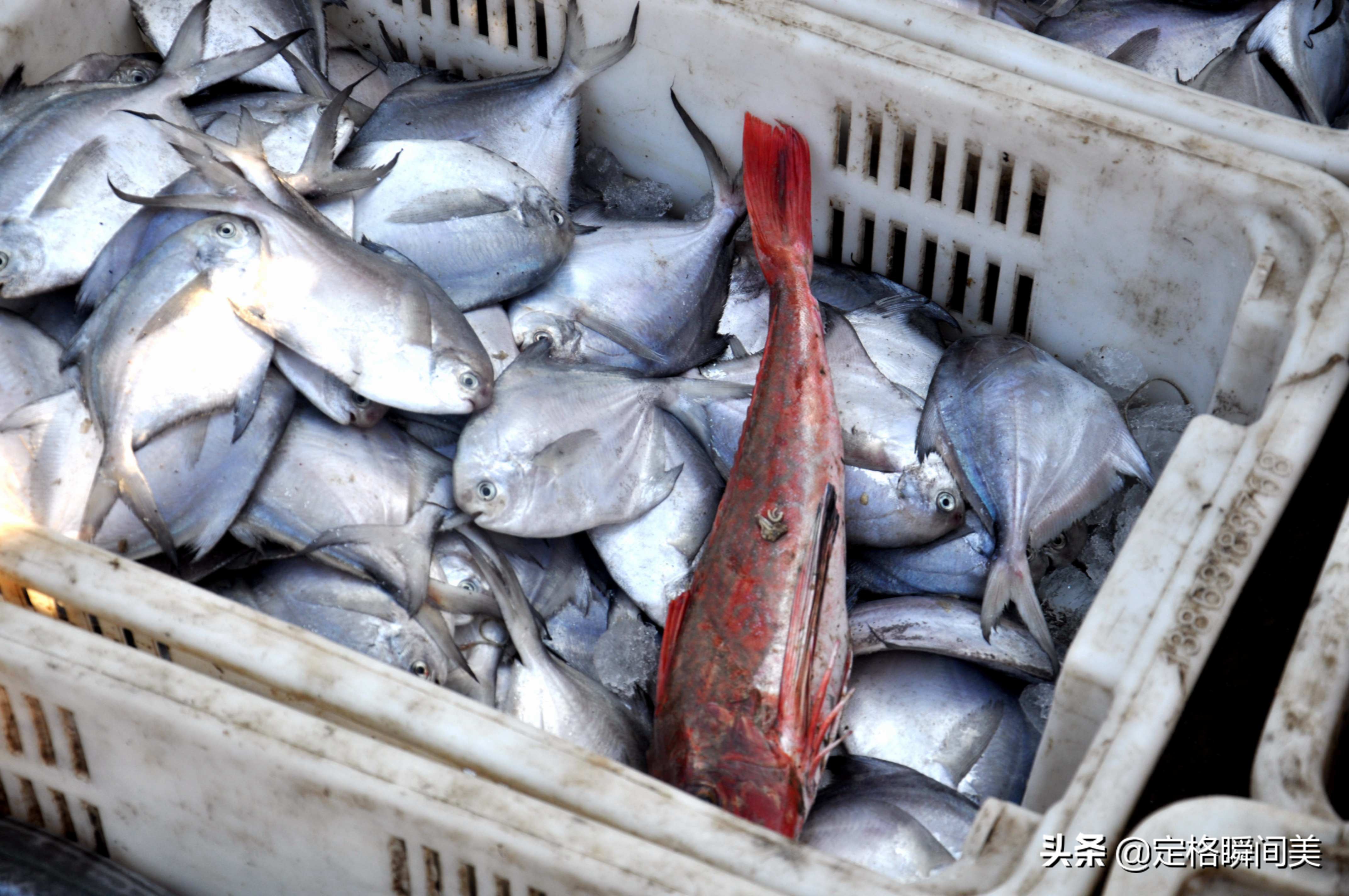 青岛小海鲜,青岛码头小海鲜价格