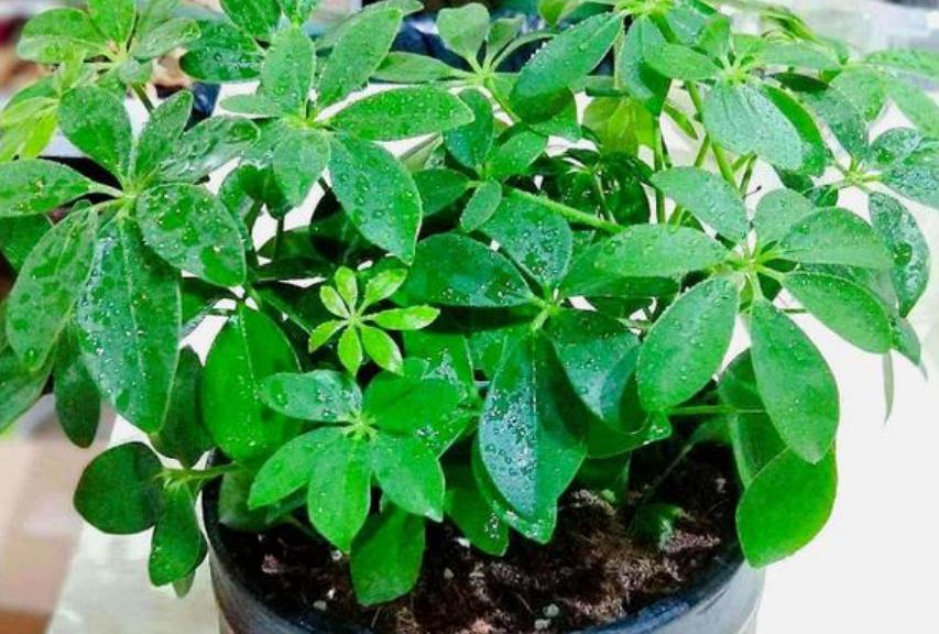 盆栽室内吸二手烟最强的绿植,什么绿植可以吸屋内甲醛二氧化碳