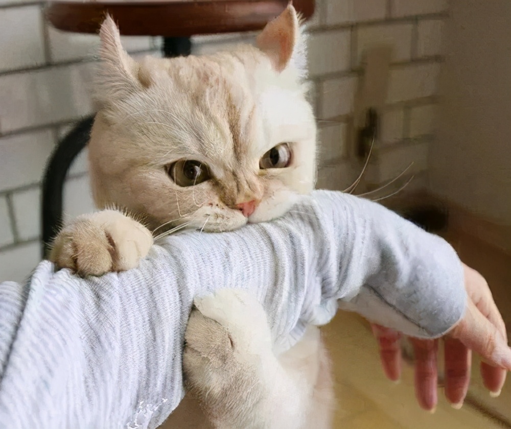 猫咪有这些表现说明它恨死你了,猫咪有这些表现说明它过得很幸福