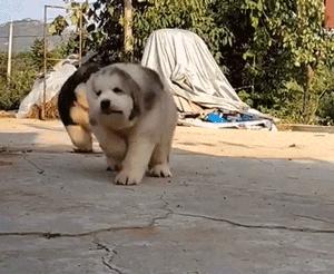 阿拉斯加挑食的解决办法