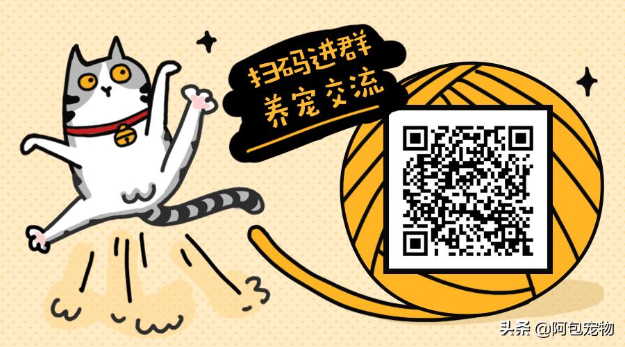 猫咪耳螨传染人吗,耳螨猫咪会传染吗