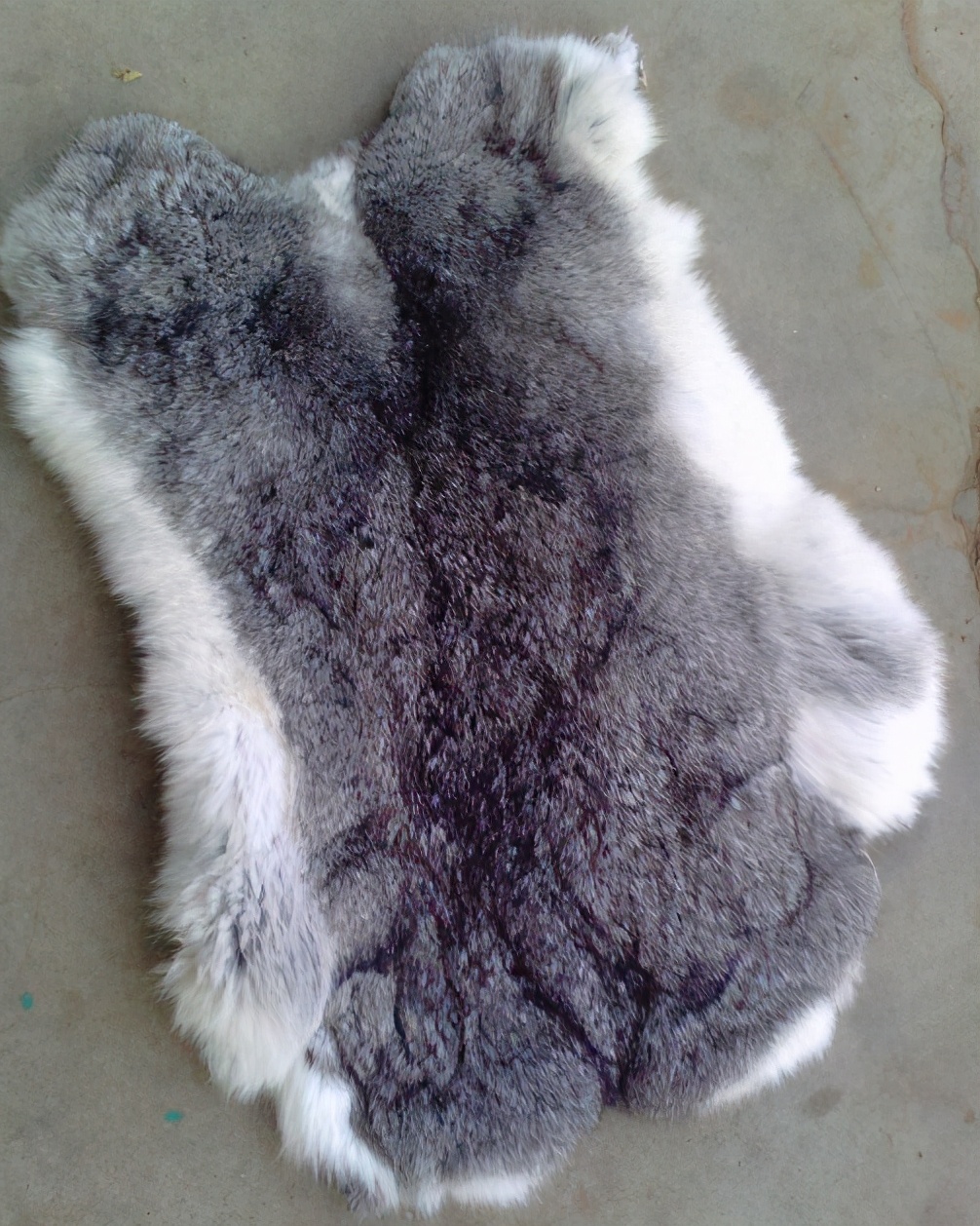 青紫蓝兔和新西兰兔会是什么颜色,青紫蓝兔什么特点