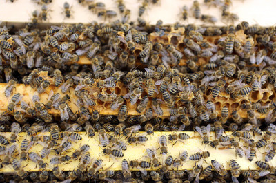 蜂群春繁保温的正确方法,活框养殖中蜂春繁准备工作