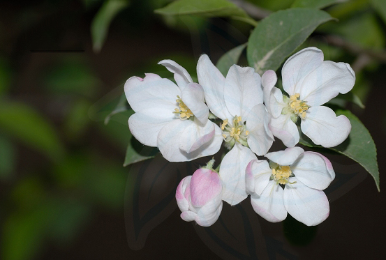 食用海棠和观赏海棠怎么区别,怎么区分海棠的花