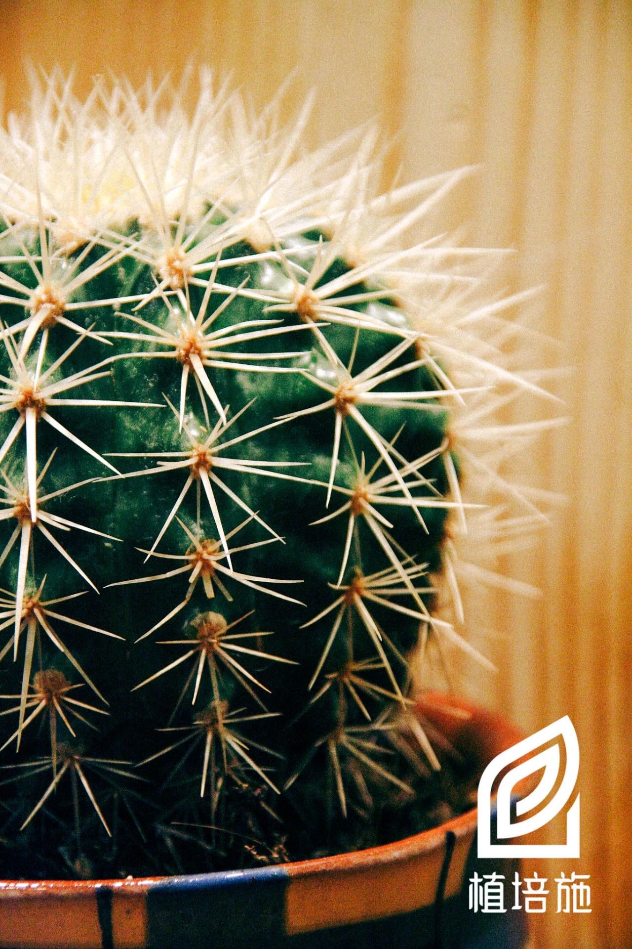 多肉金琥的养殖方法,金琥仙人掌养护方法