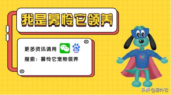 原来猫咪也有脚气,猫咪弱智