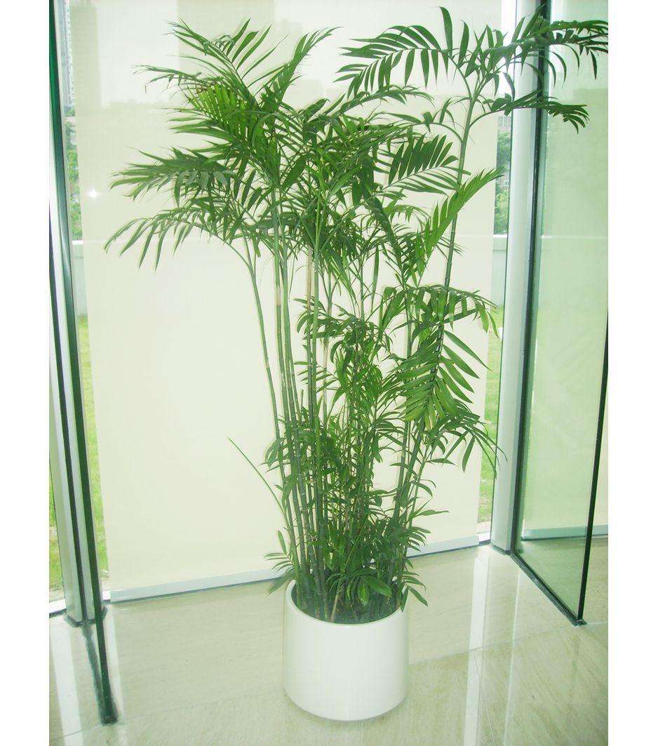 竹子根怎么养才能更旺盛,造型竹子怎么养