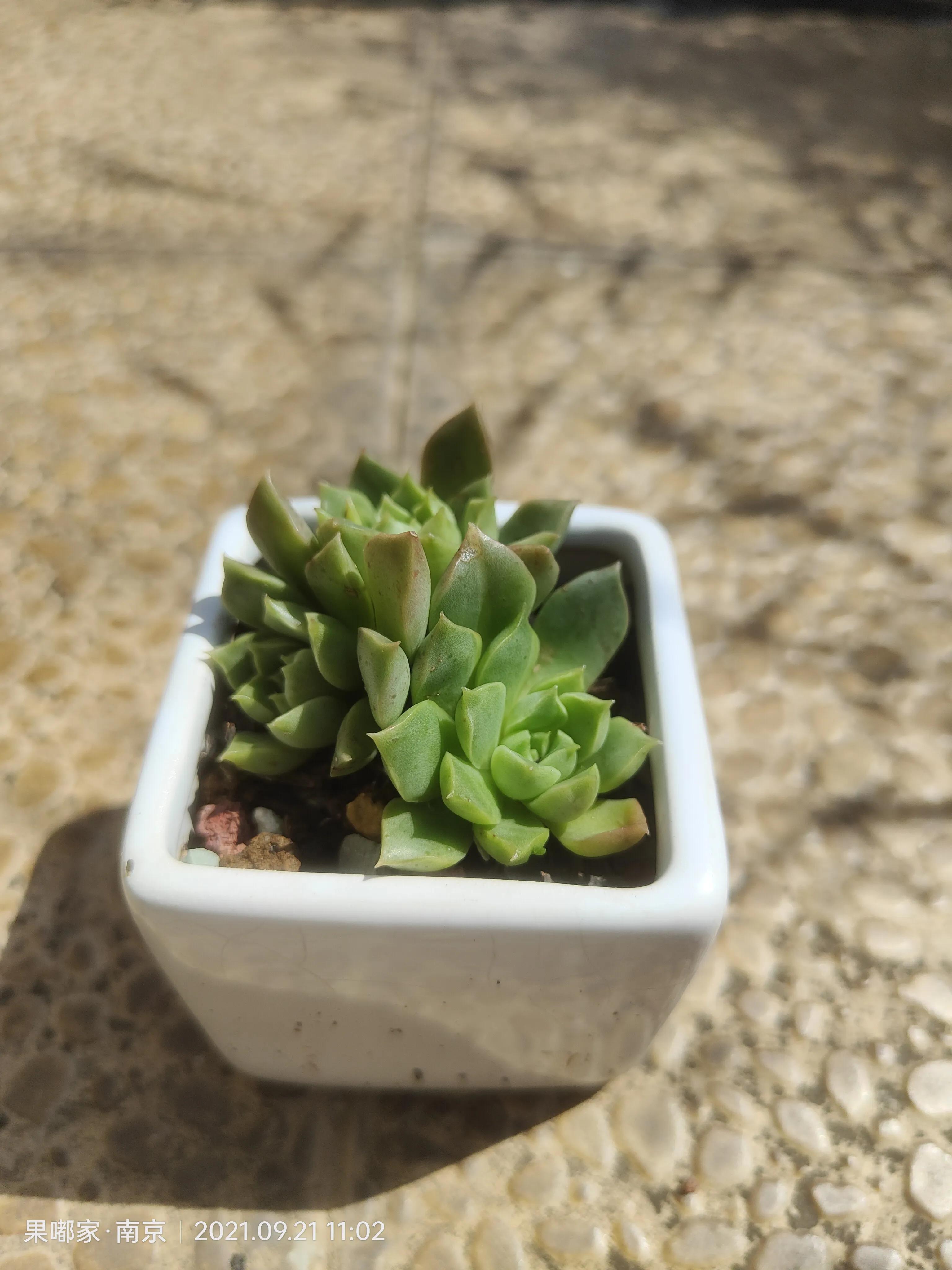 肉肉们比咱们想象中的坚强多了