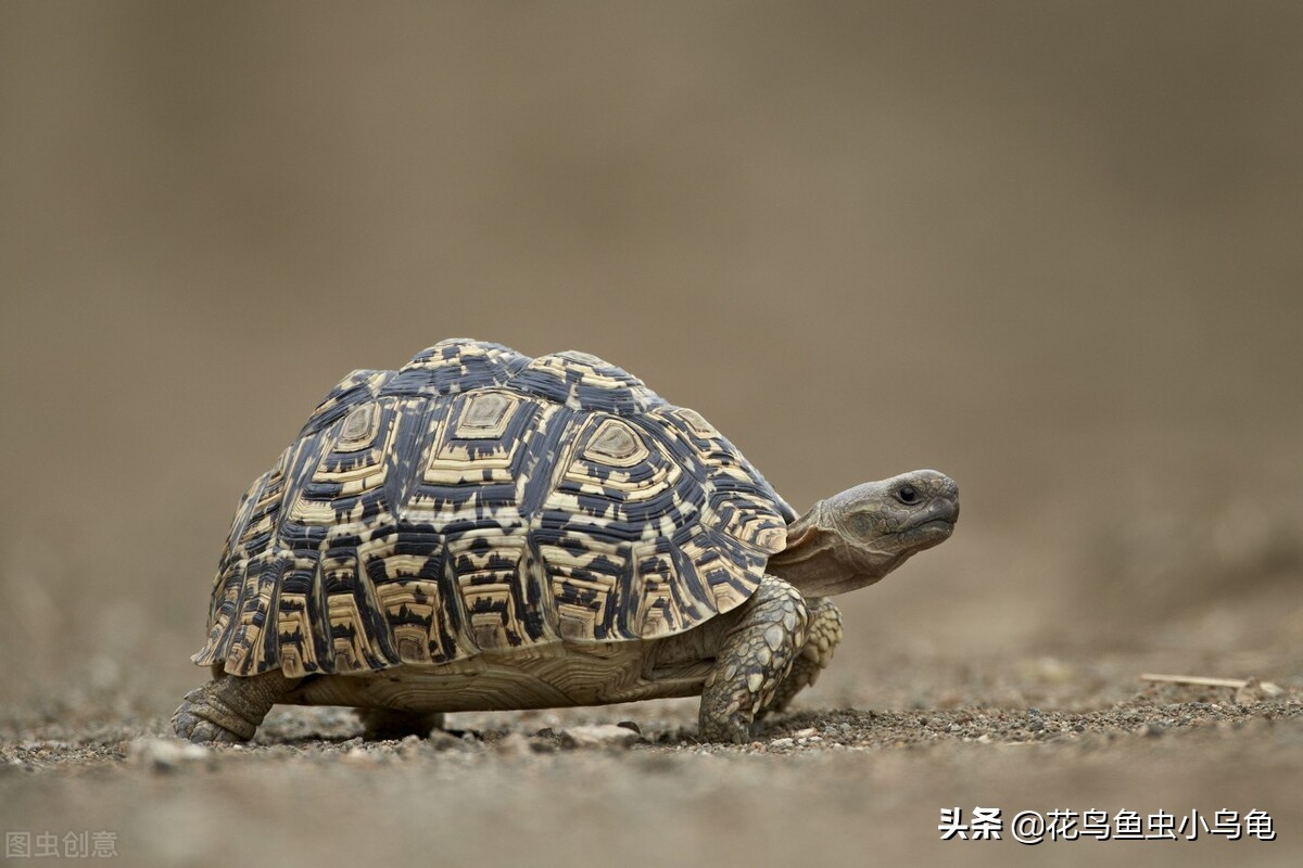 现在养乌龟要放多少水合适,养乌龟水要放几天才能给乌龟用