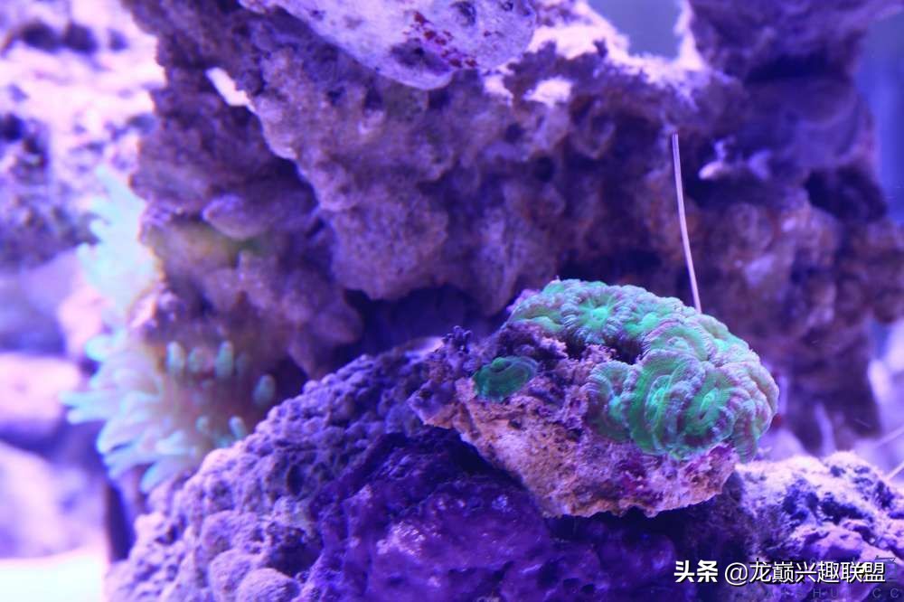 从零开始玩海缸的方法,从零开始玩海缸全过程
