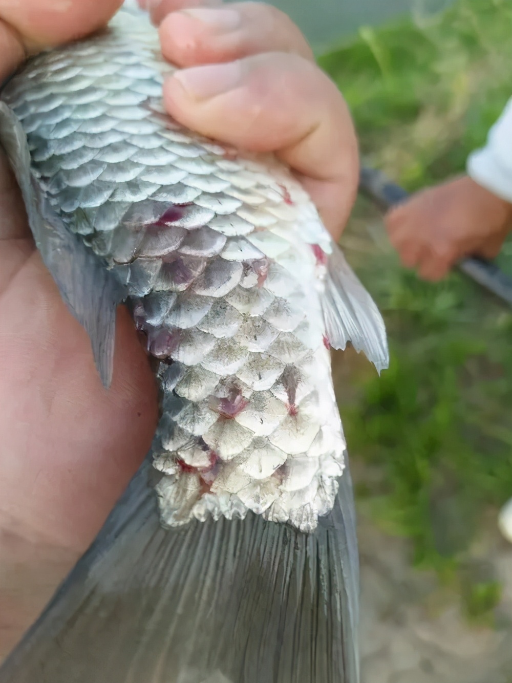 野钓需要注意的寄生虫,野外钓鱼如何防寄生虫