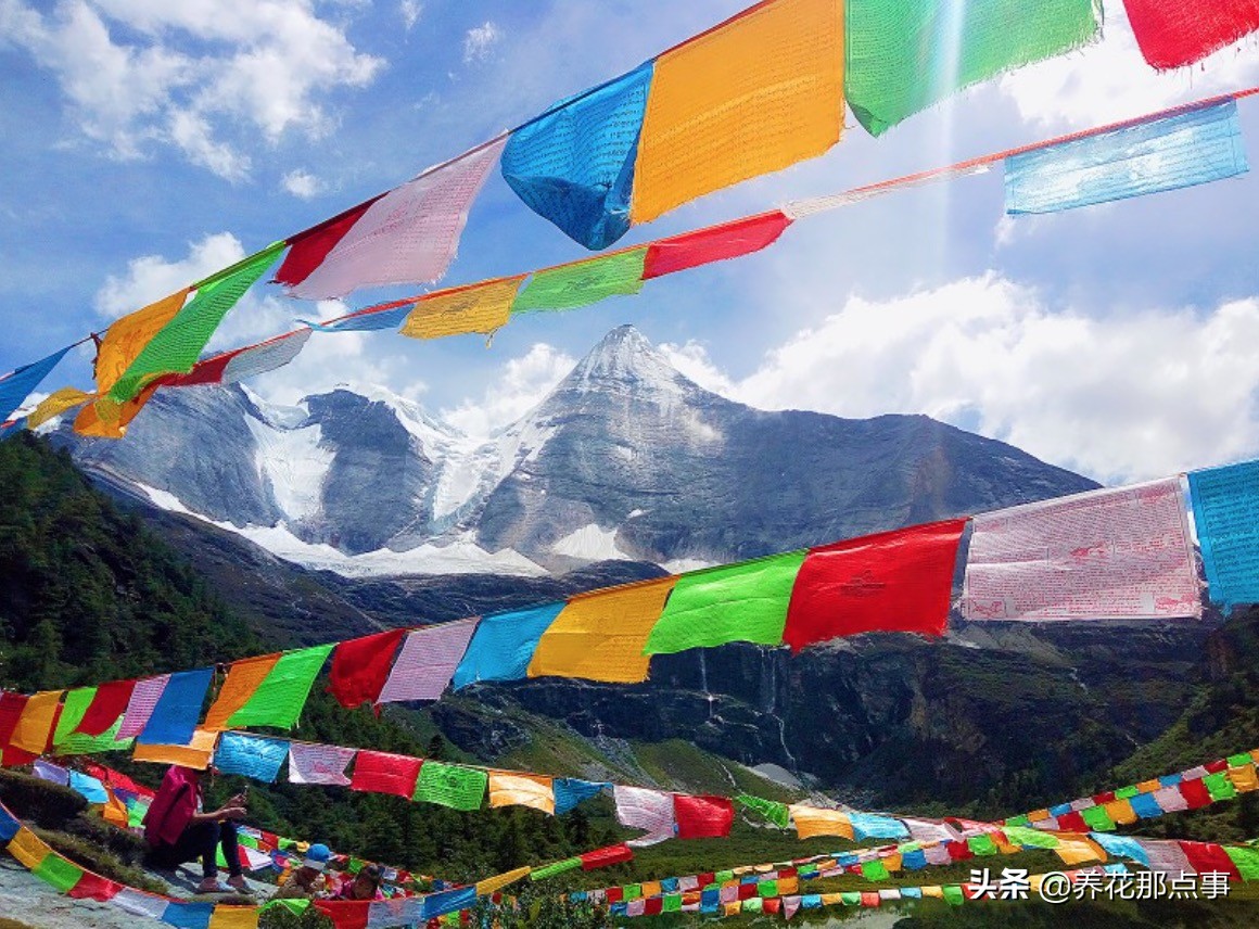 养多肉如何防鸟,多肉怎么防鸟最有效