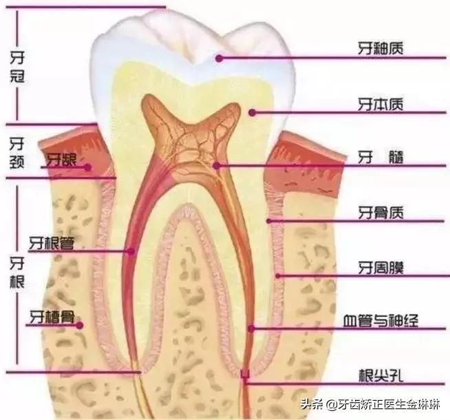 牙齿意外损伤,牙齿意外磕伤松动怎样治