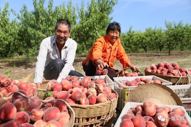 十堰新鲜采摘桃,十堰西沟桃子