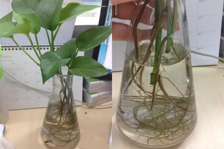 做到这几点绿萝绝对会疯长不停,绿萝有一个小机关打开它立马疯长