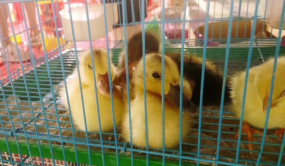 河东幸福里夜市，高汤涮牛肚好吃到停不下来~还有可爱萌宠