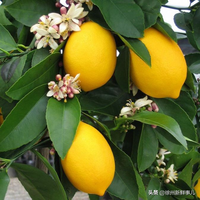 七种水果核别扔,吃完的果核别扔了它们都是宝贝