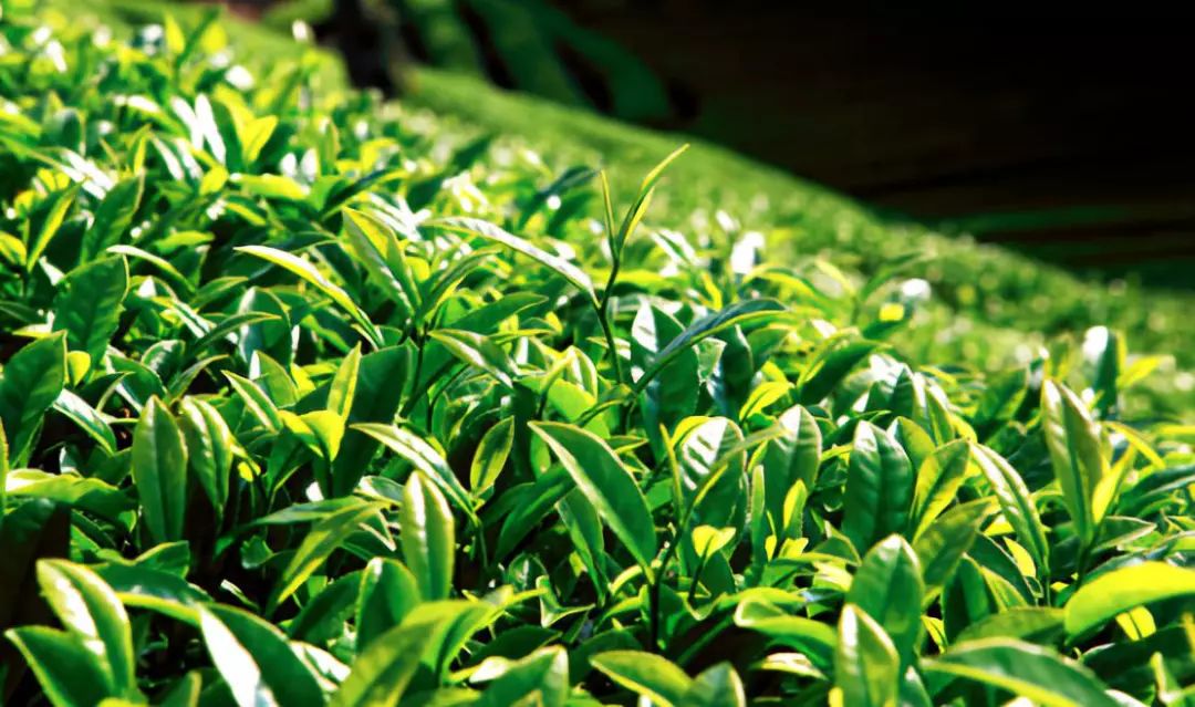 白茶红茶绿茶黑茶什么意思,绿茶红茶黑茶白茶哪个对身体最好