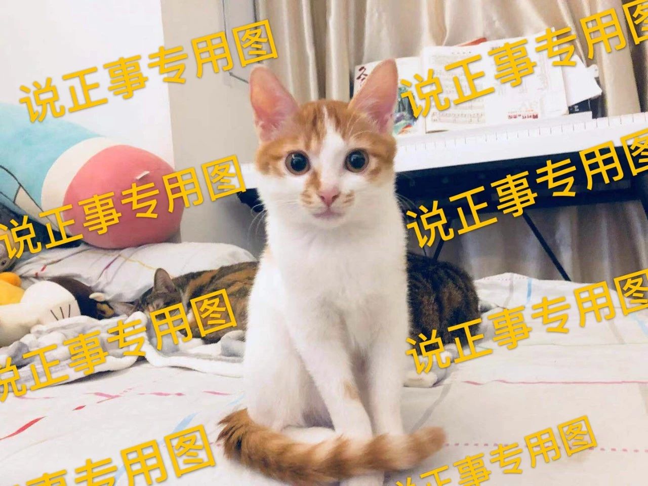 猫粮有必要喂进口的吗,猫吃进口猫粮好还是国产的好