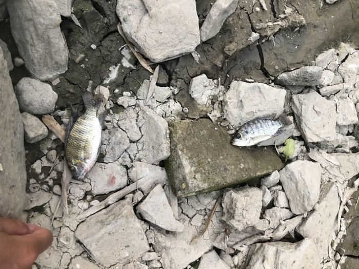 水底小鱼多就会没大鱼,自然水域没鱼情