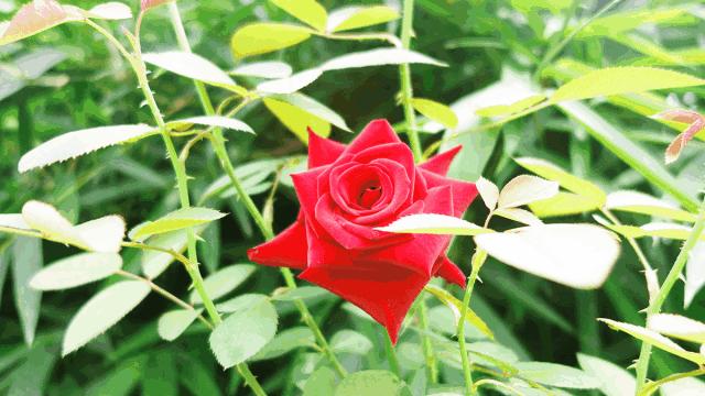 广州隐世峡谷游玩攻略,广州要坐船才能登的小岛