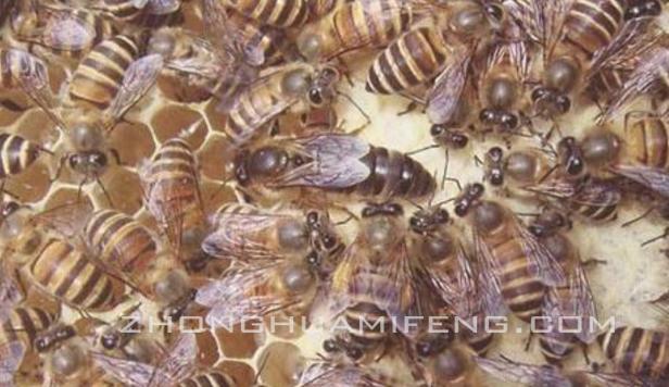 中蜂饲养先进技术研究,中蜂饲养的管理技术