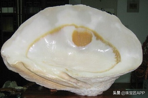 贝壳手工珠宝首饰,贝壳珠宝有哪些