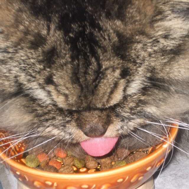 猫咪需要补充矿物质吗,微量元素猫吃的