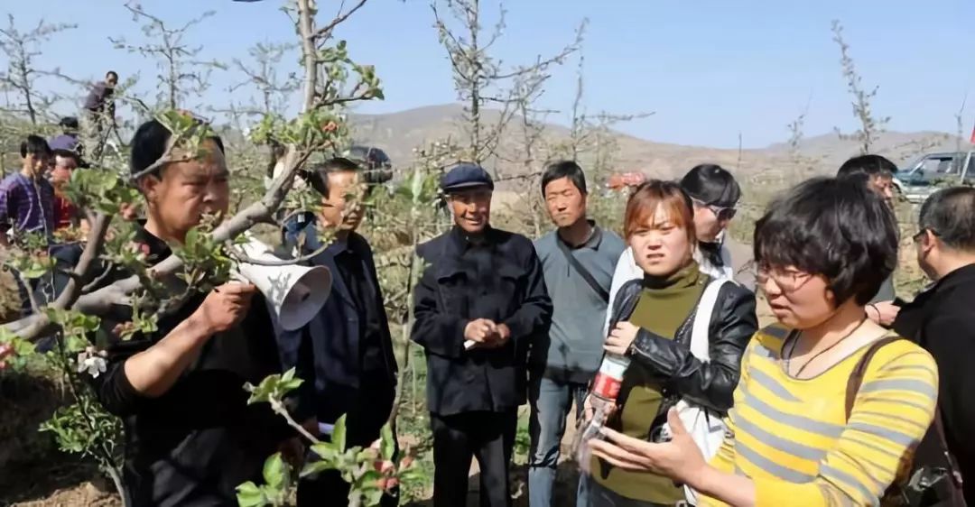 苹果树干干枯怎么回事,苹果枝干类病害图片