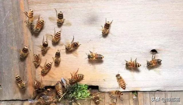 怎么把糖浆放在蜂桶里喂蜜蜂,蜜蜂会不会在蜂箱附近采蜜