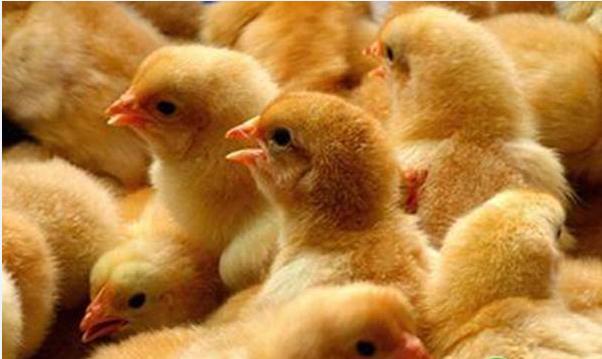 小鸡拉泡沫稀粪怎么治疗,养鸡宝典免费版