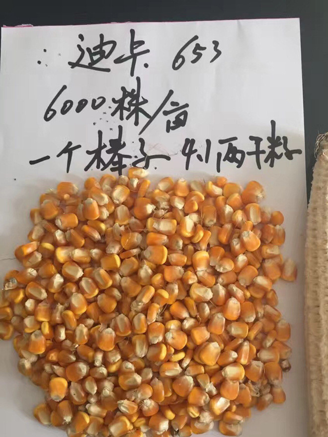 迪卡653高产排名第几名,迪卡653高产不一般